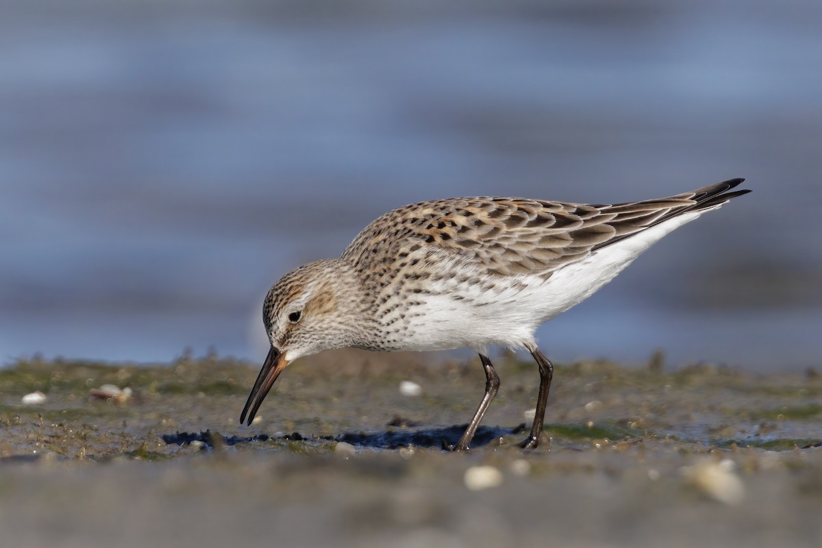 Weißbürzel-Strandläufer - ML620181205