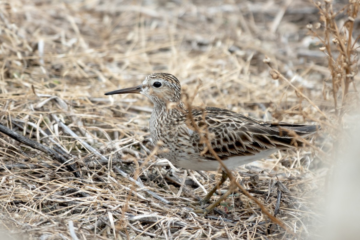 Pectoral Sandpiper - ML620181207