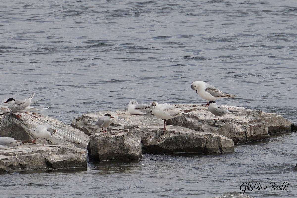 Black-headed Gull - ML620181211