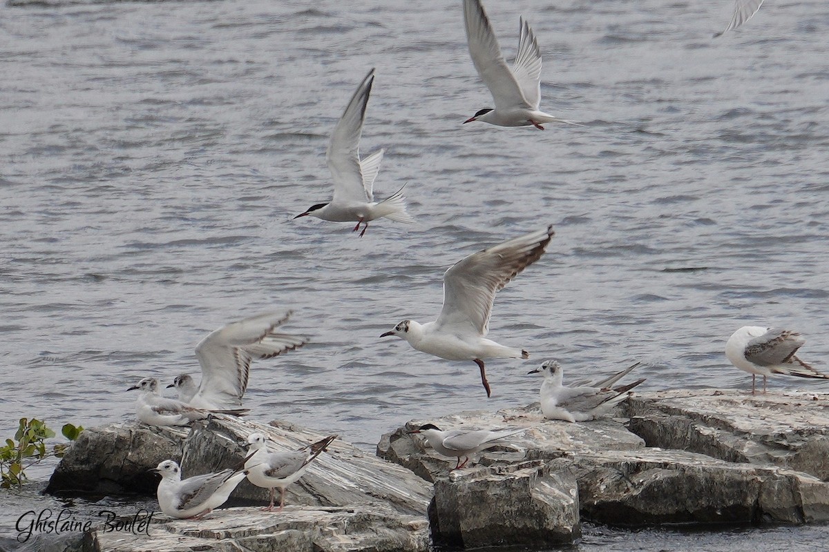 Mouette rieuse - ML620181214