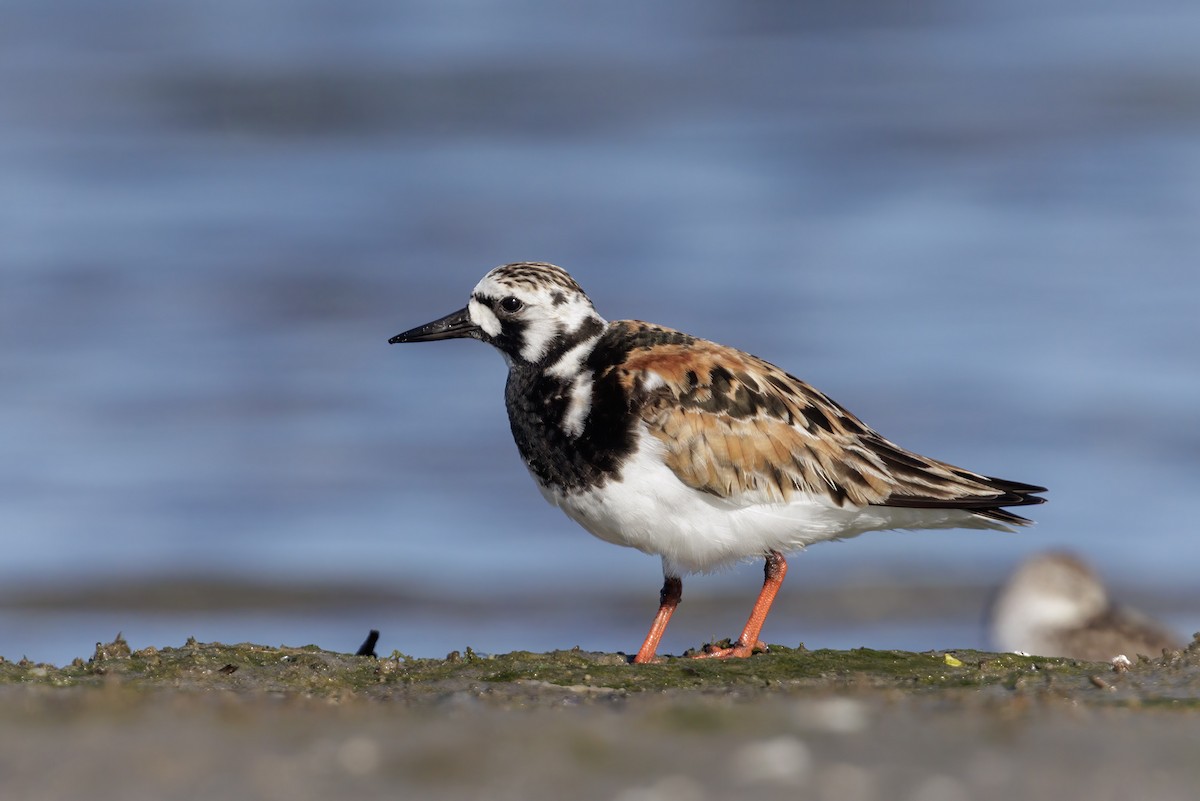 Ruddy Turnstone - ML620181218