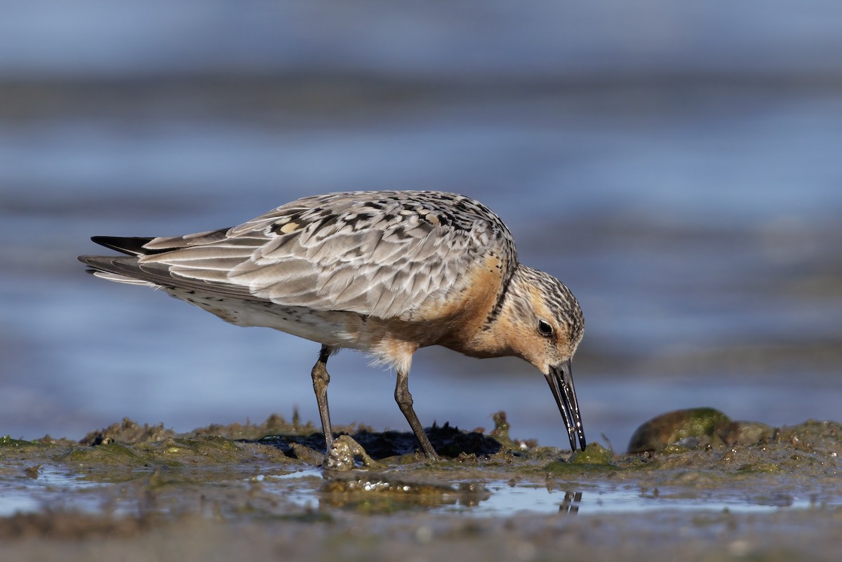 Red Knot - ML620181224