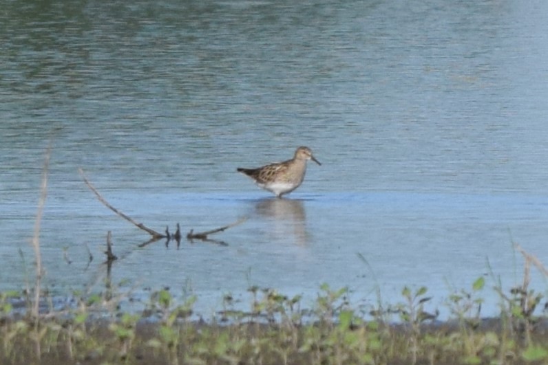 Graubrust-Strandläufer - ML620181225