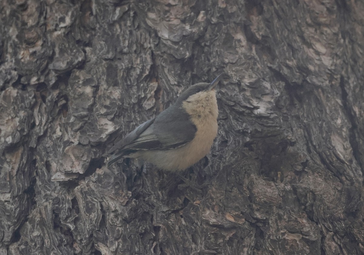 Pygmy Nuthatch - ML620181232