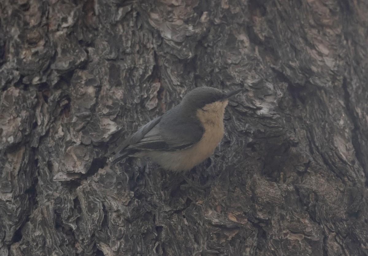 Pygmy Nuthatch - ML620181233