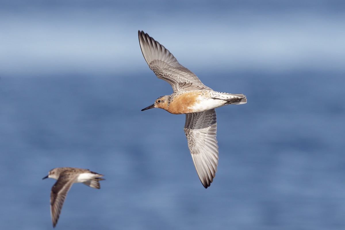 Red Knot - ML620181234