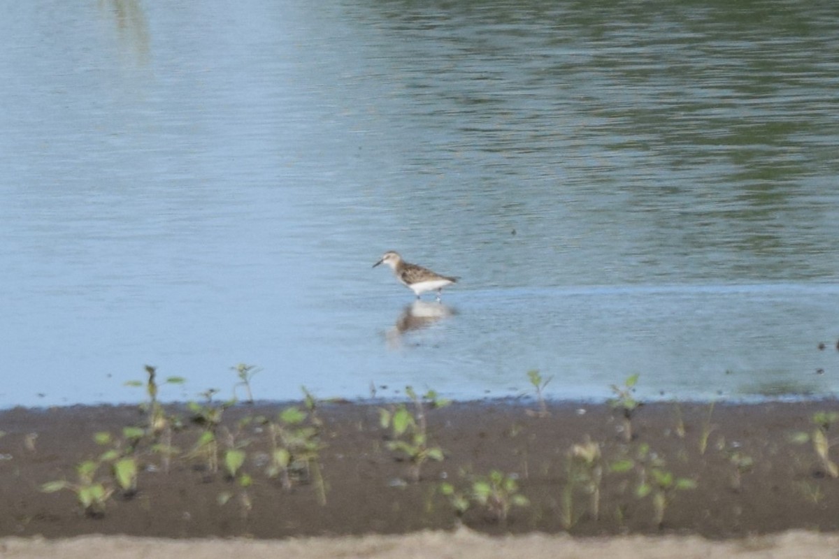 Semipalmated Sandpiper - ML620181236