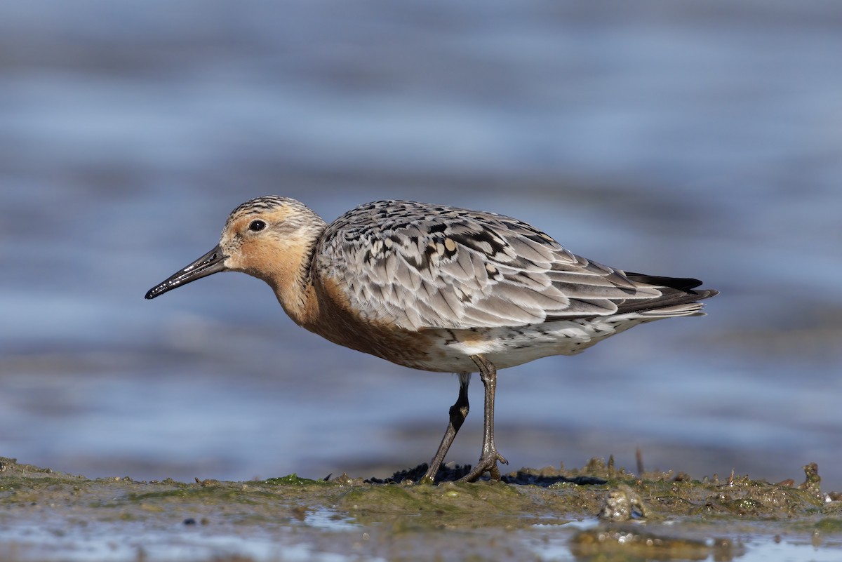 Red Knot - ML620181247