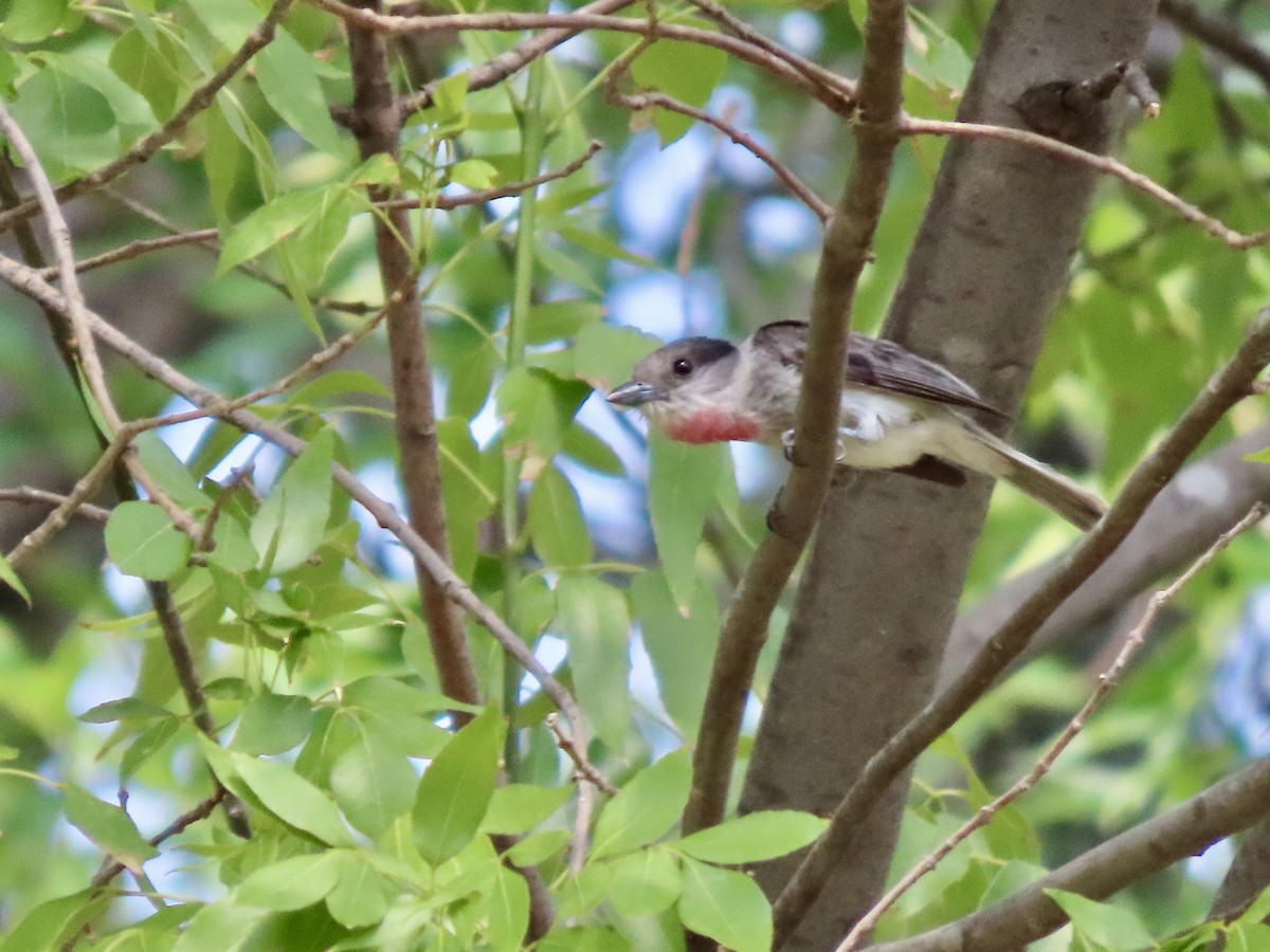 Rose-throated Becard - ML620181251