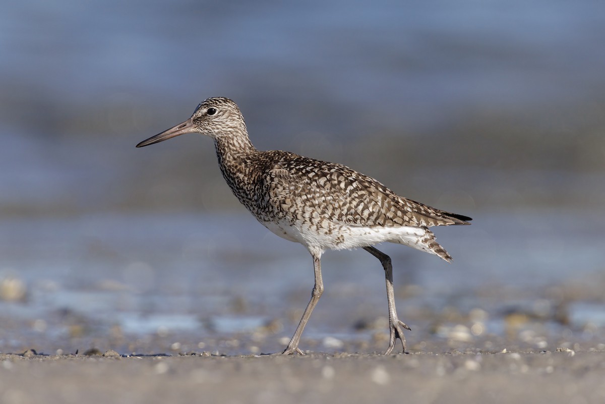 Willet - ML620181252