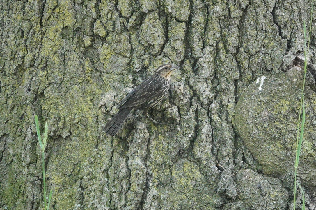 Red-winged Blackbird - ML620181253