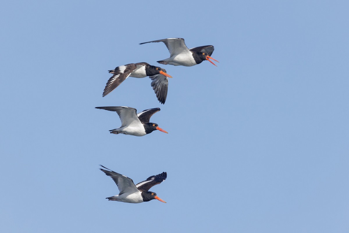 American Oystercatcher - ML620181256