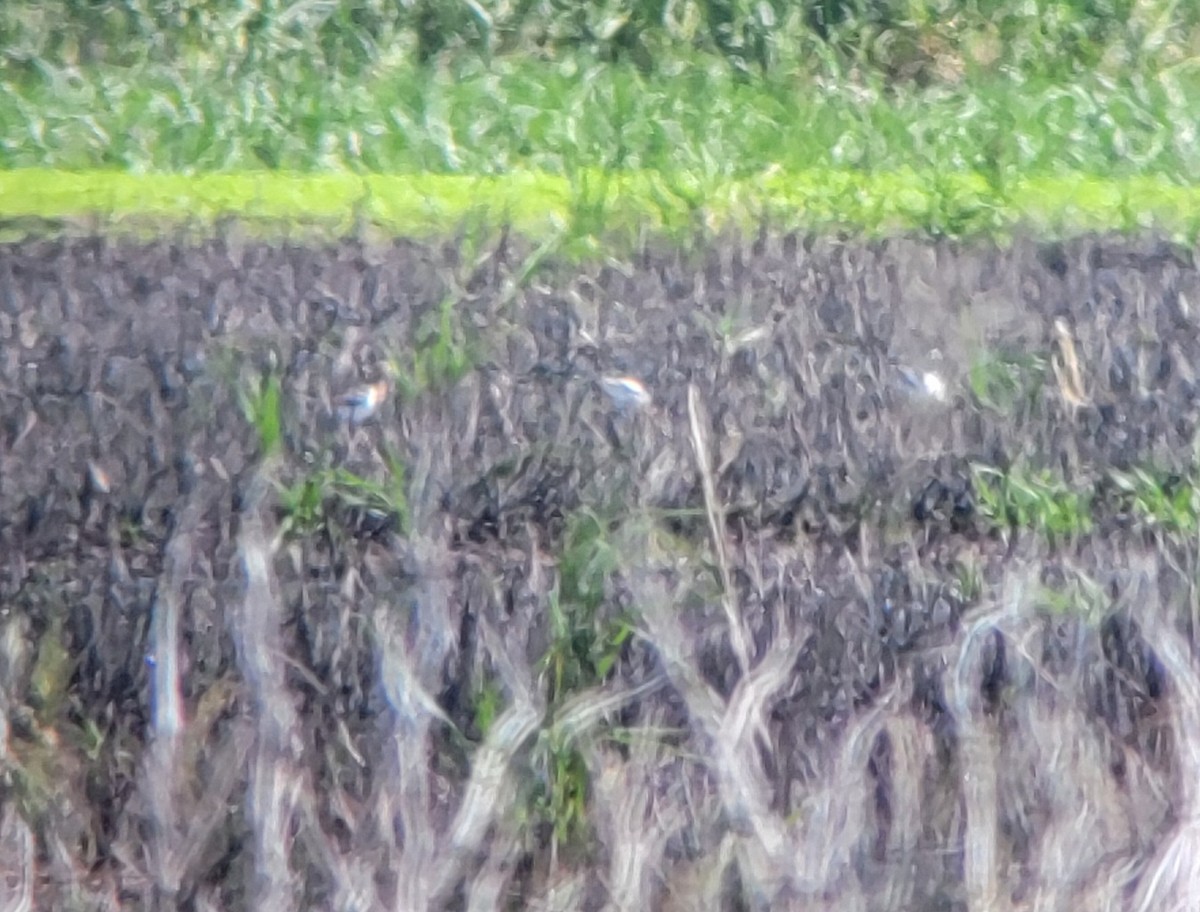 Avoceta Americana - ML620181273