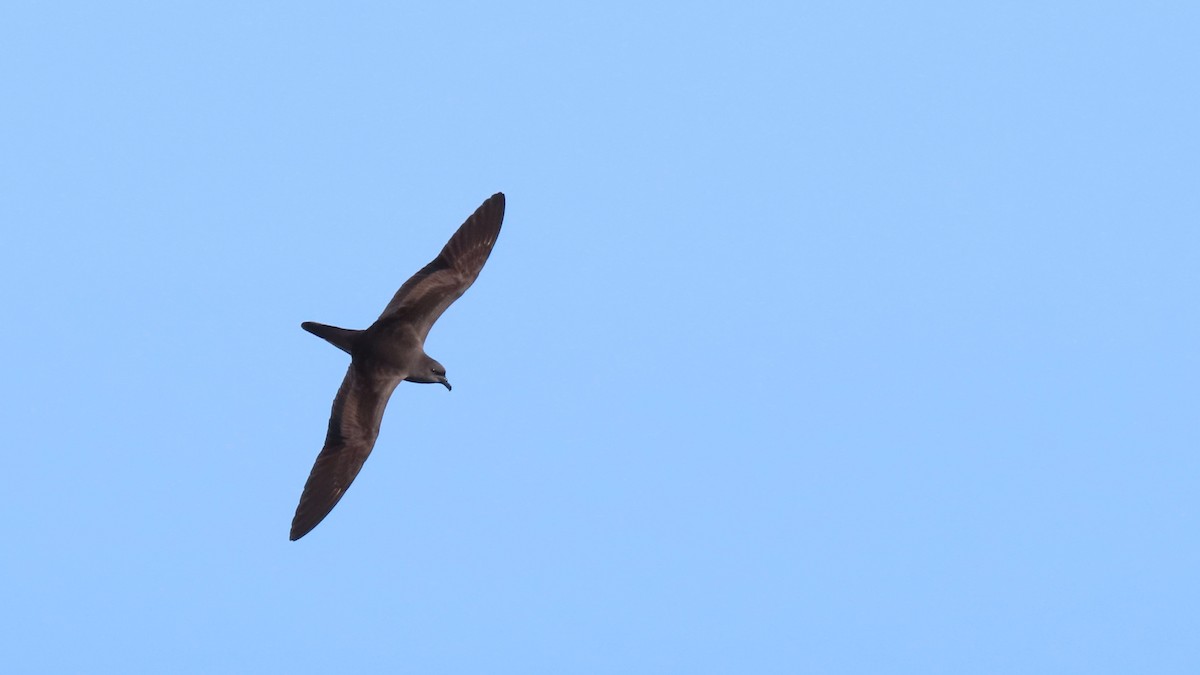 Bulwer's Petrel - ML620181276