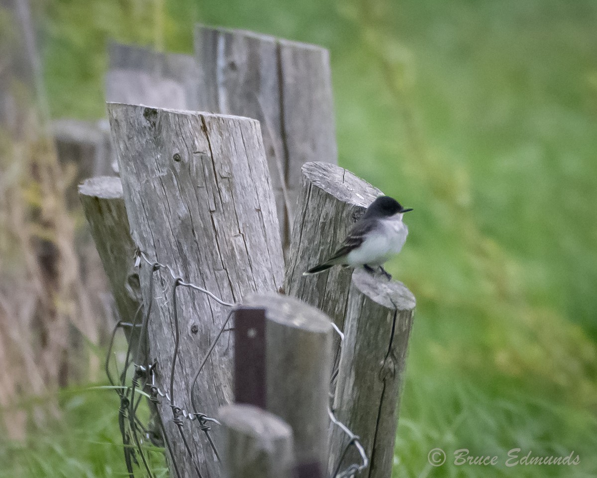 Eastern Kingbird - ML620181277