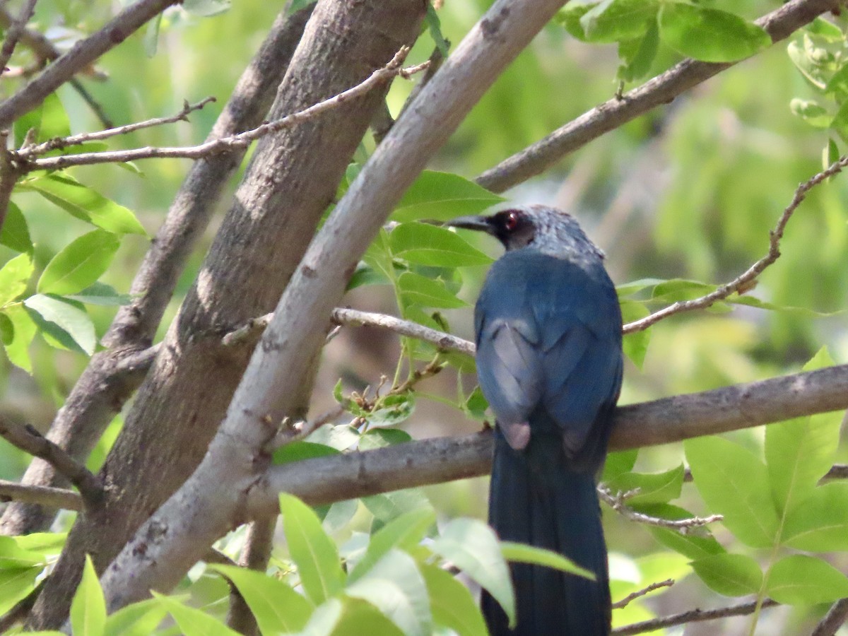 Mulato Azul - ML620181283