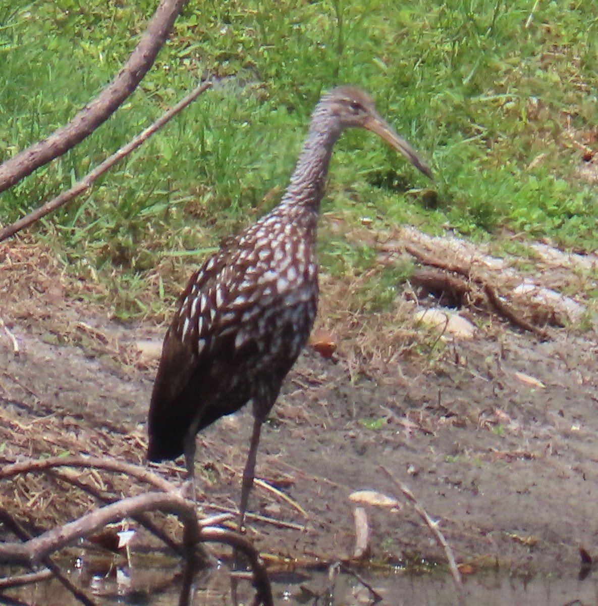 Limpkin - ML620181286