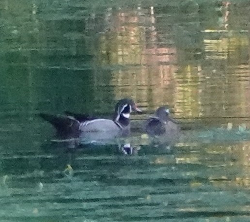 Wood Duck - ML620181288