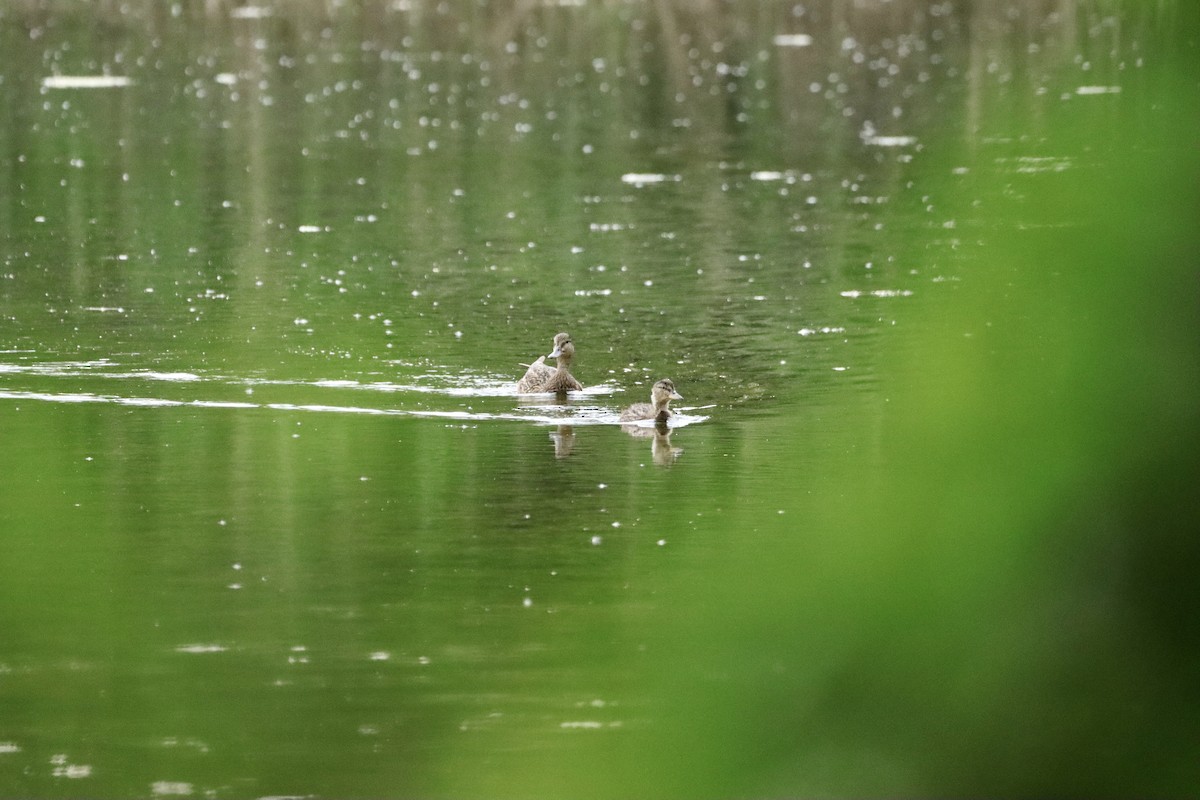 Canard colvert - ML620181290