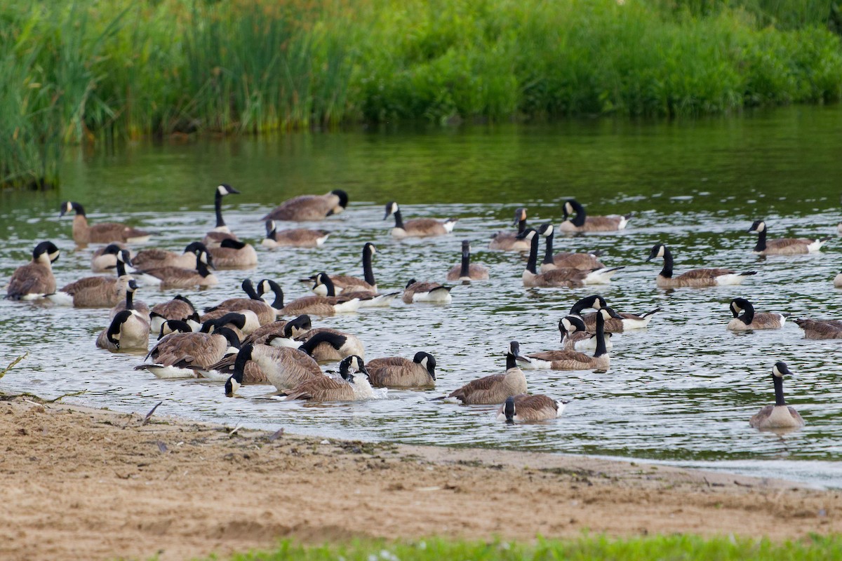 Canada Goose - ML620181292