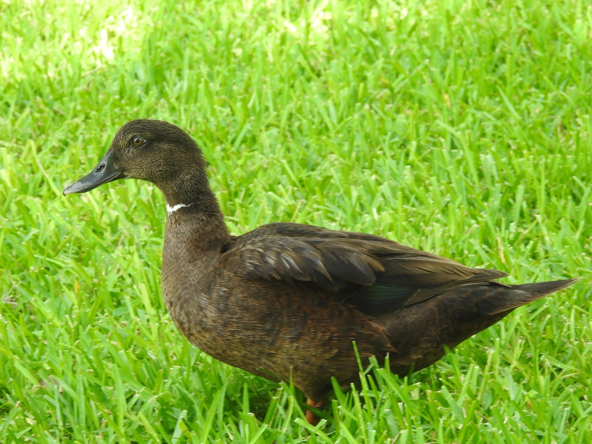 Muscovy Duck x Mallard (hybrid) - Jeffrey Gammon