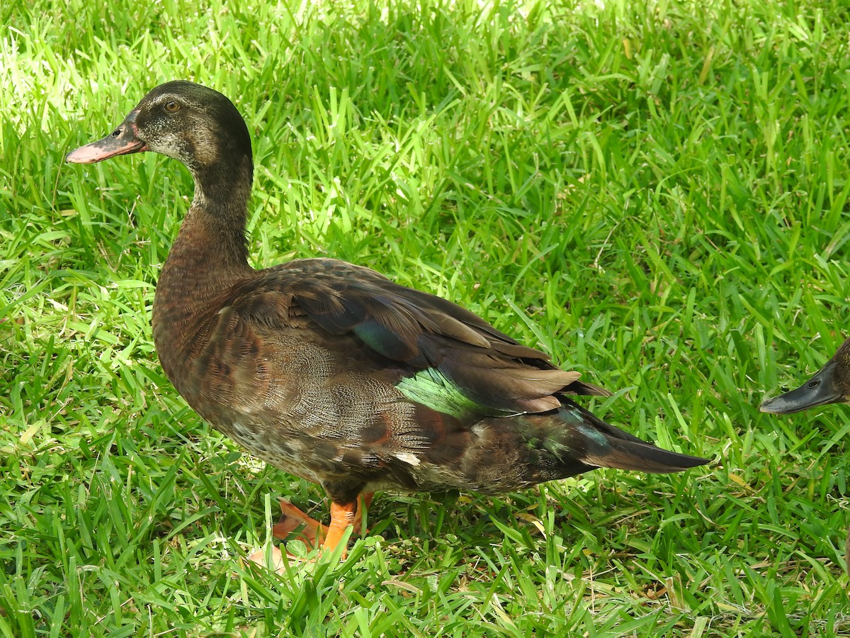 Muscovy Duck x Mallard (hybrid) - ML620181300