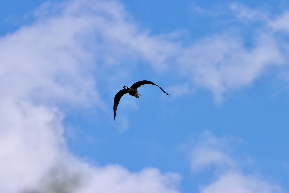 Garza Azulada - ML620181303