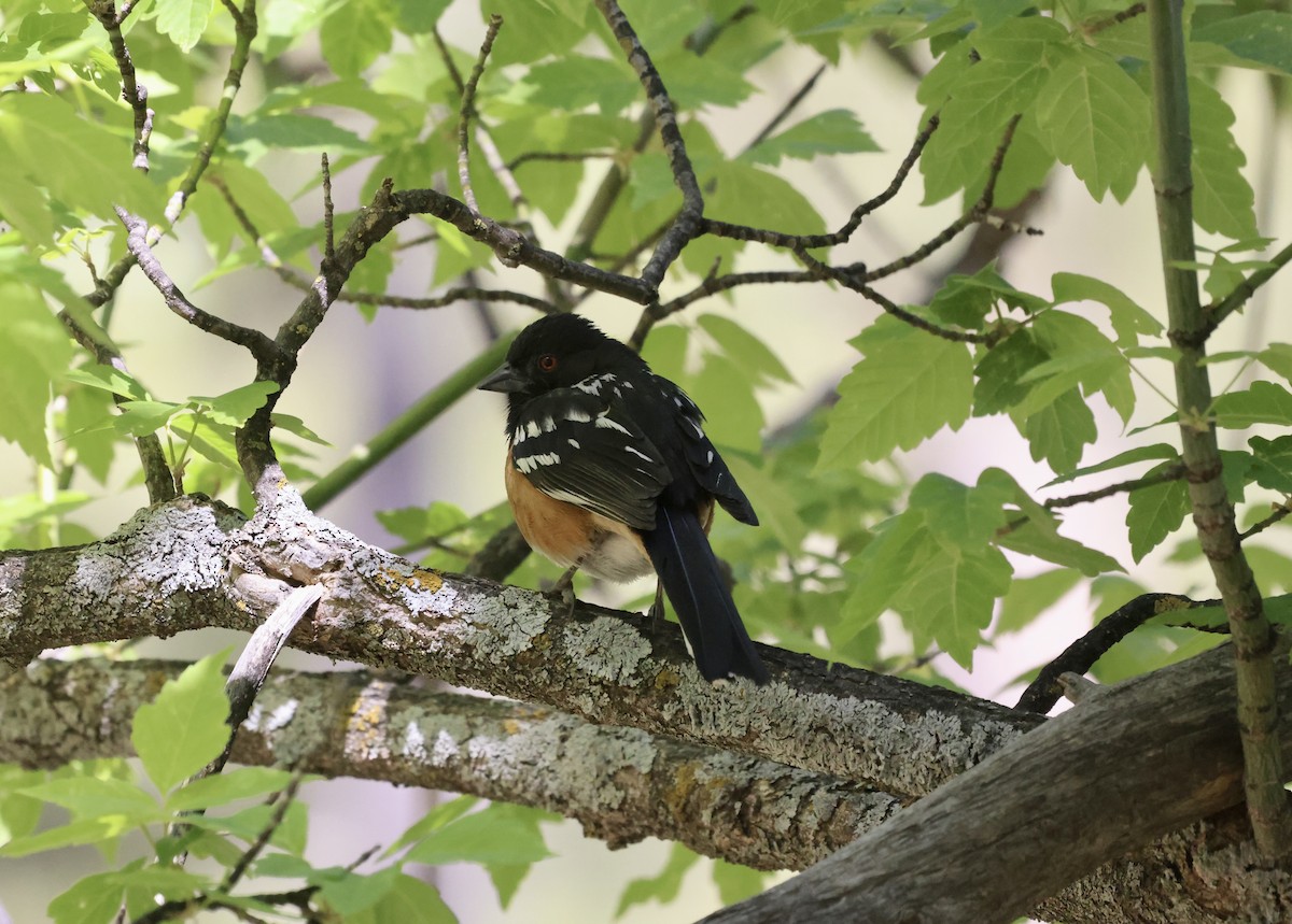 Spotted Towhee - ML620181306