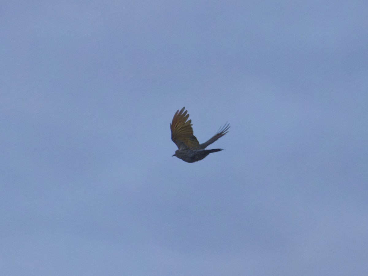 Northern Flicker (Yellow-shafted) - ML620181308