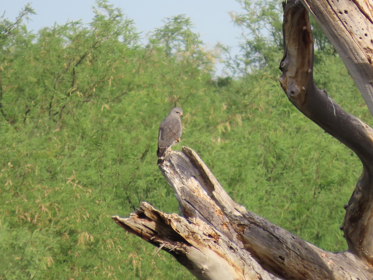 Graubussard - ML620181311