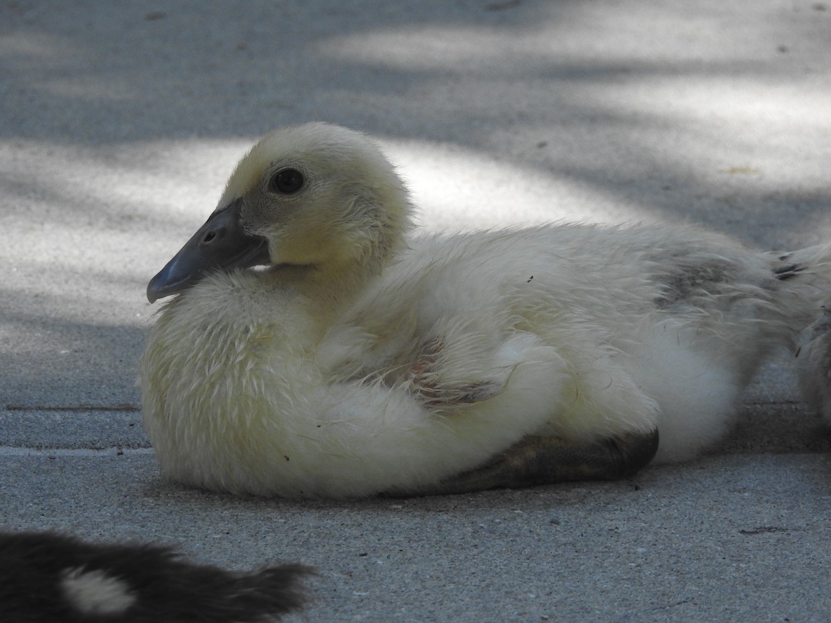Muscovy Duck (Domestic type) - ML620181314
