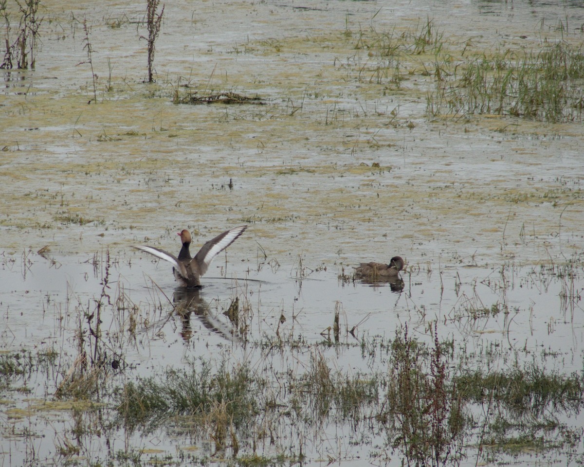 Pato Colorado - ML620181319