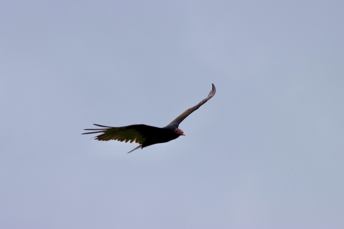 Turkey Vulture - ML620181320