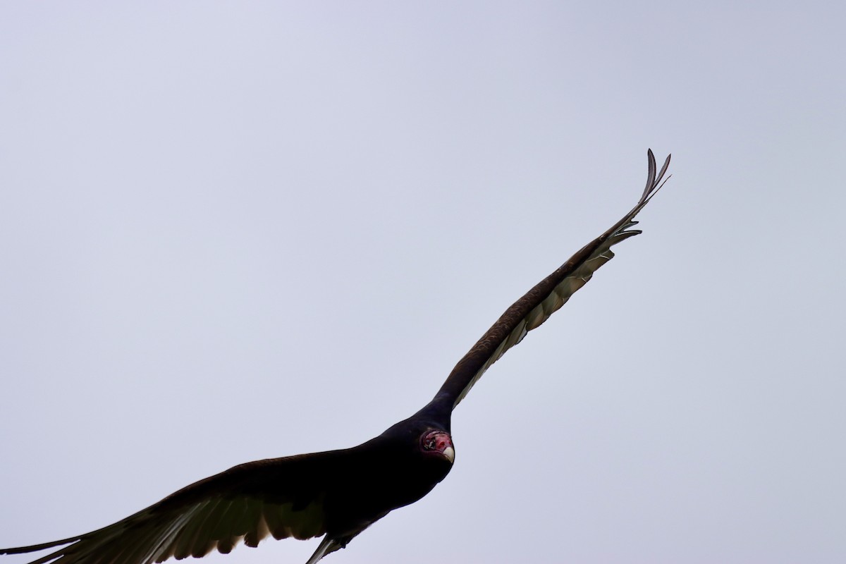 Turkey Vulture - ML620181321