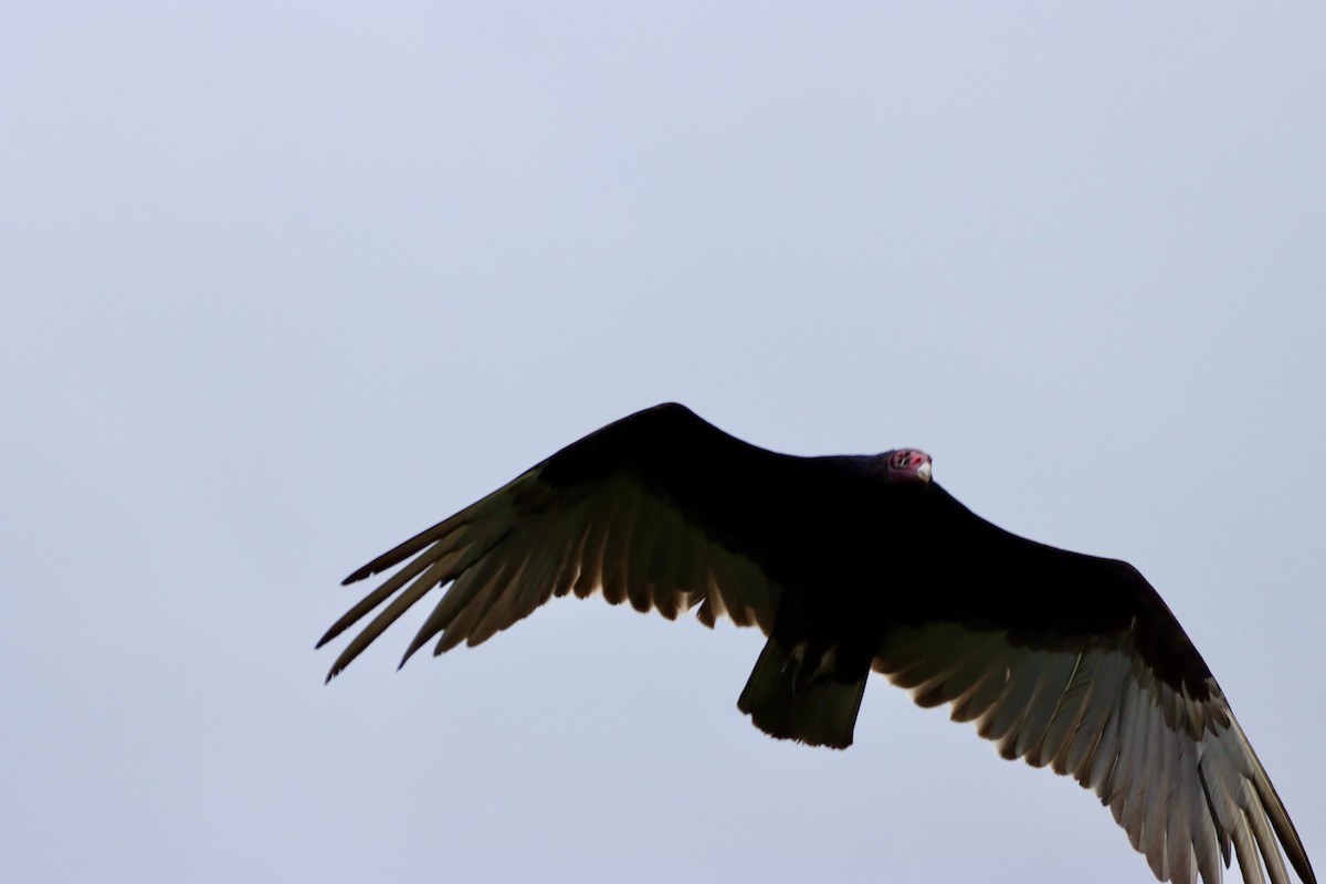 Turkey Vulture - ML620181322