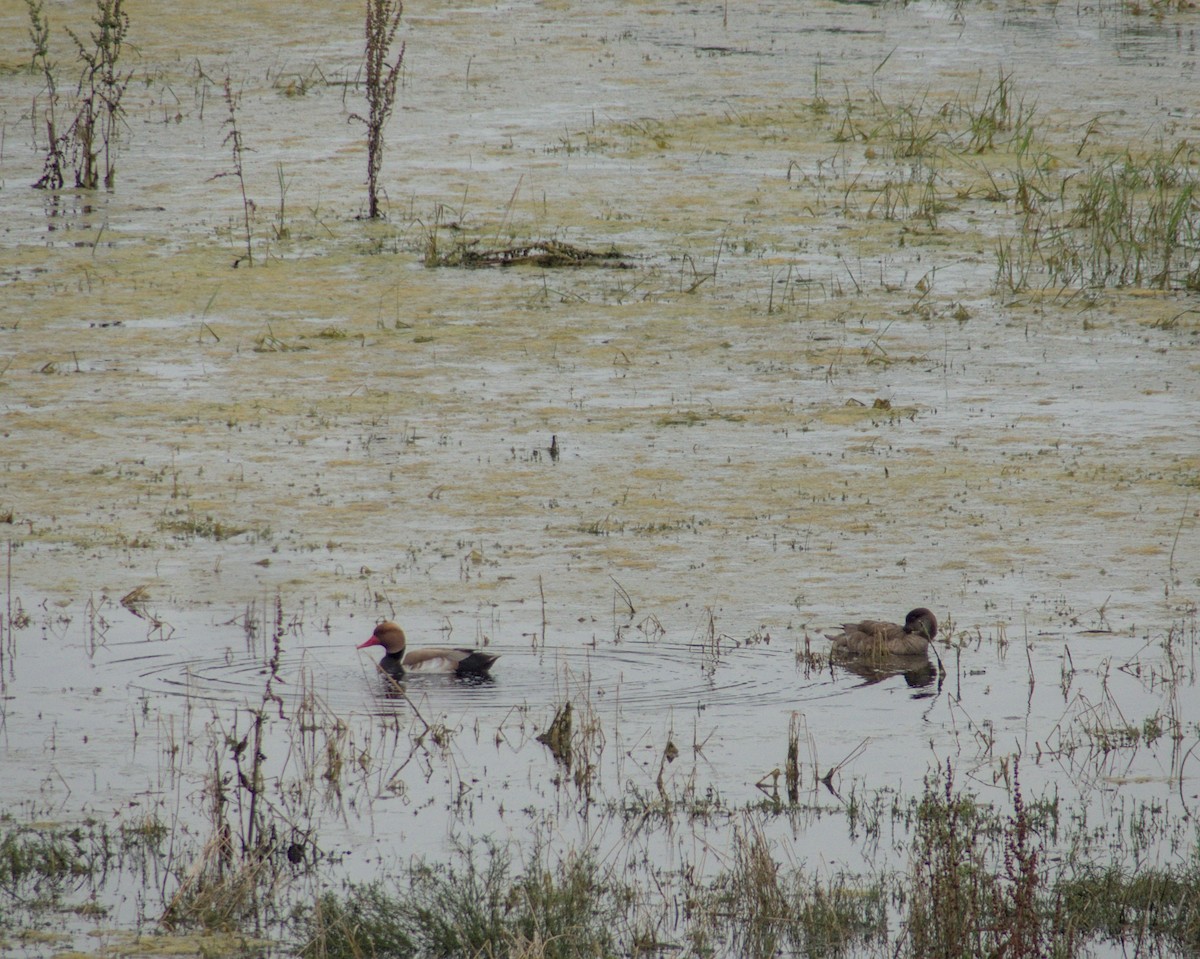 Red-crested Pochard - ML620181328