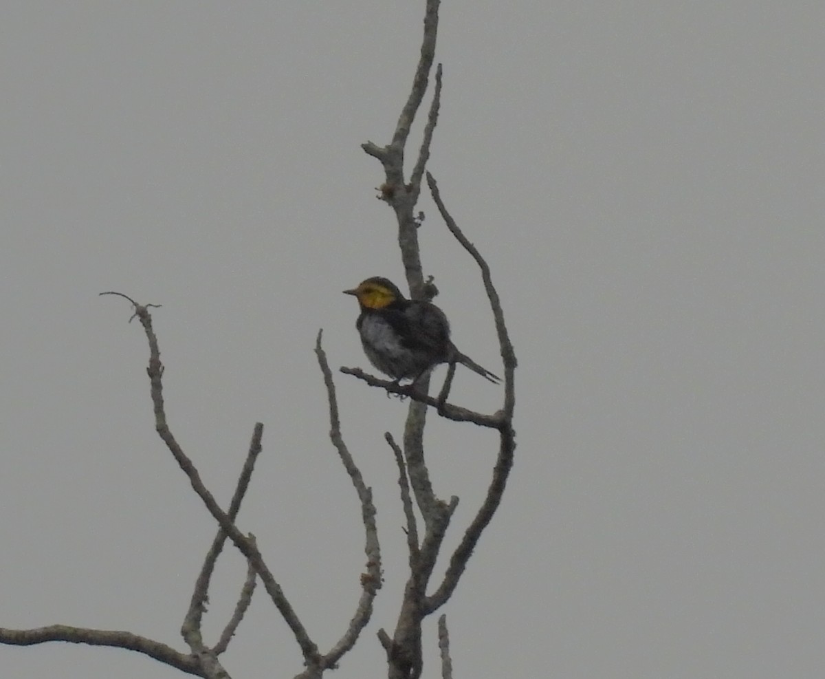 Golden-cheeked Warbler - ML620181332