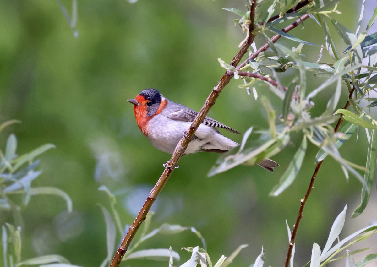 Red-faced Warbler - ML620181334