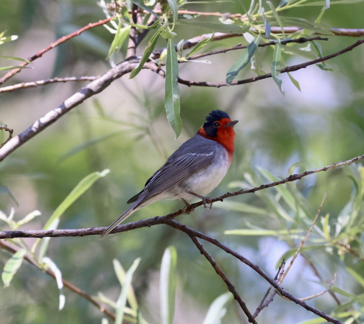 Red-faced Warbler - ML620181335