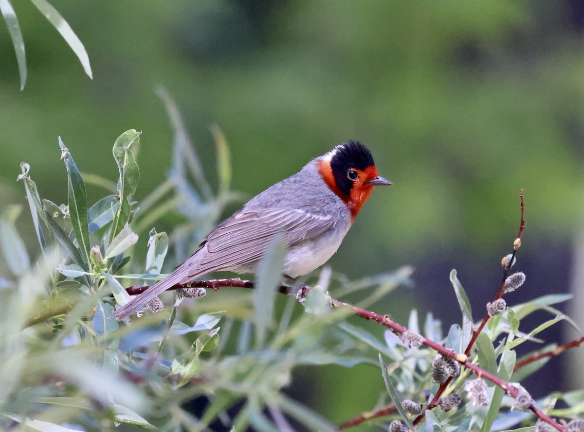 Red-faced Warbler - ML620181336