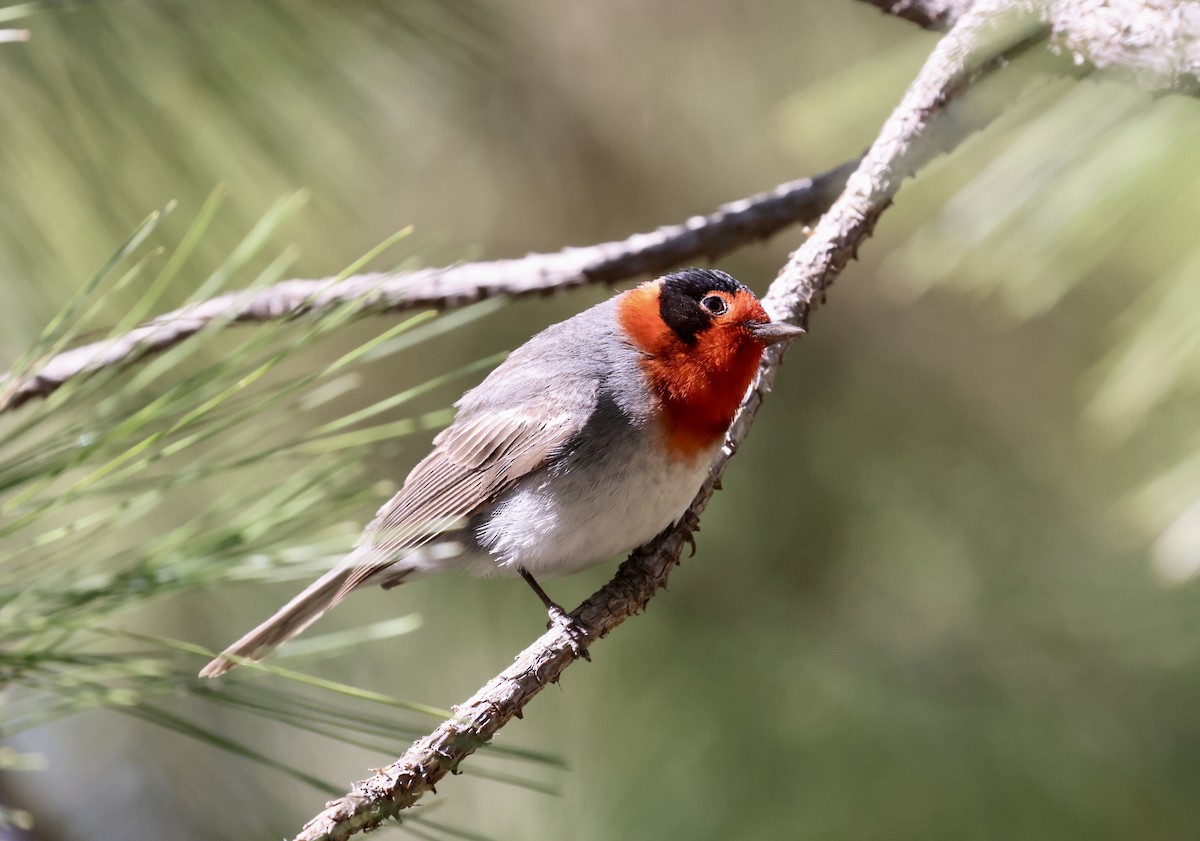 Red-faced Warbler - ML620181337