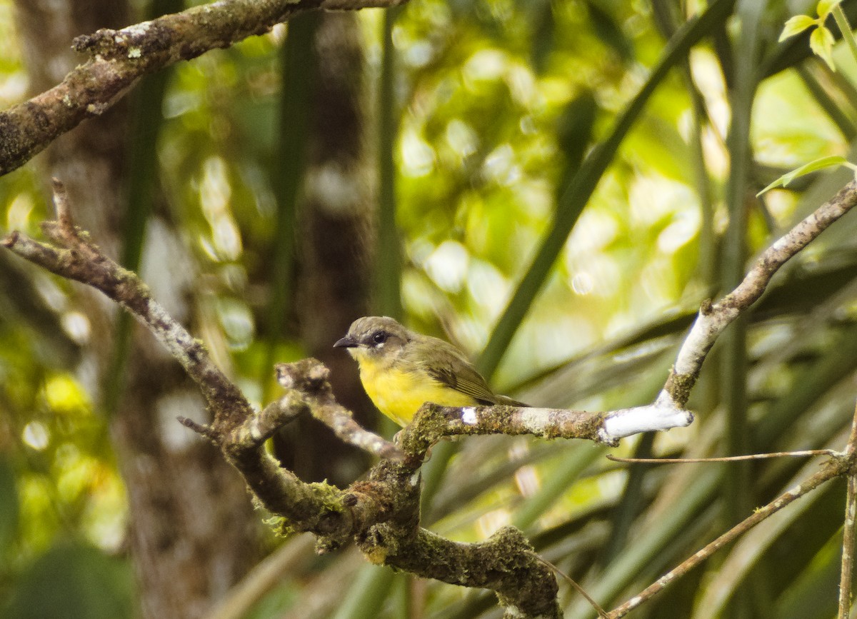 Chestnut-capped Warbler - ML620181338