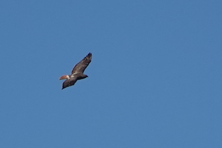 Red-tailed Hawk - ML620181340