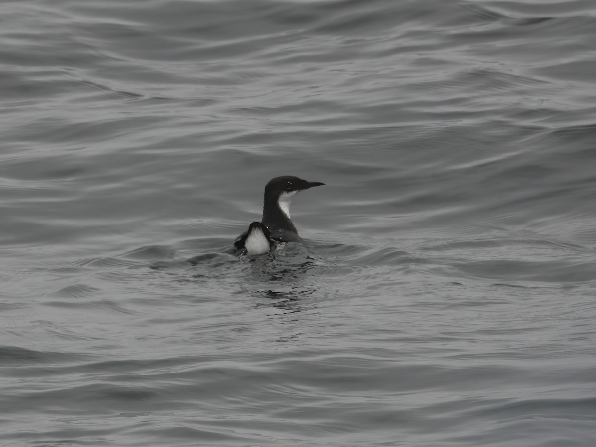 Craveri's Murrelet - ML620181343