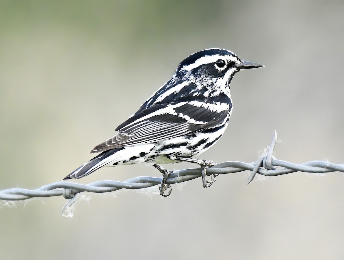 Black-and-white Warbler - ML620181350