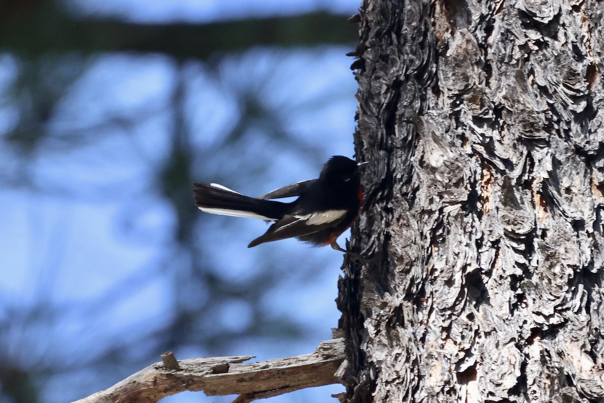 Painted Redstart - ML620181352