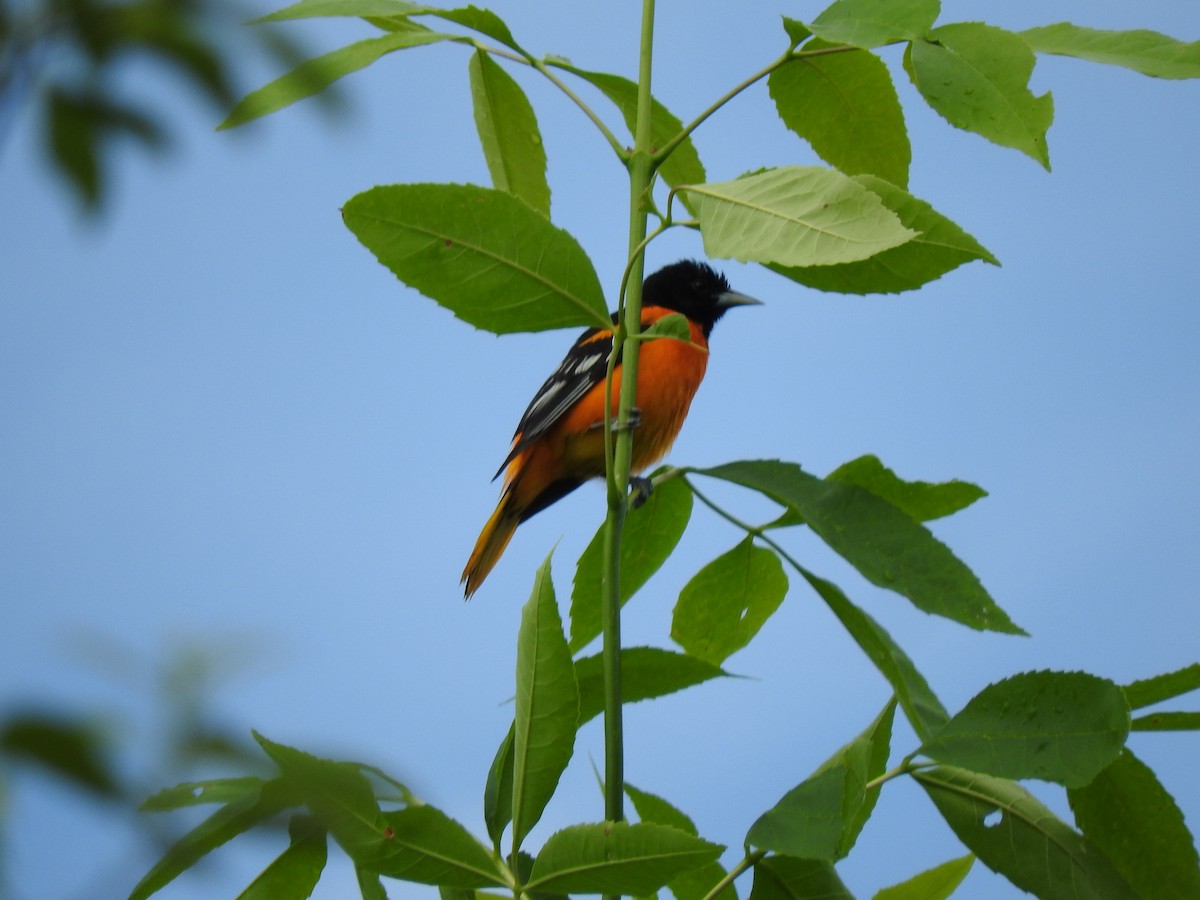 Baltimore Oriole - ML620181355