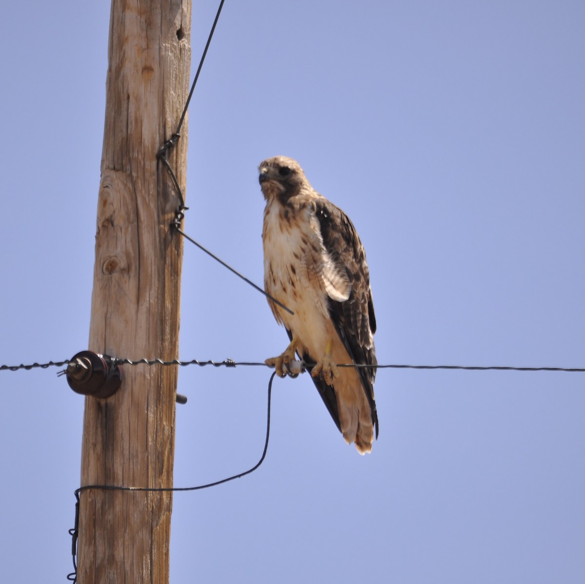 Red-tailed Hawk - ML620181356