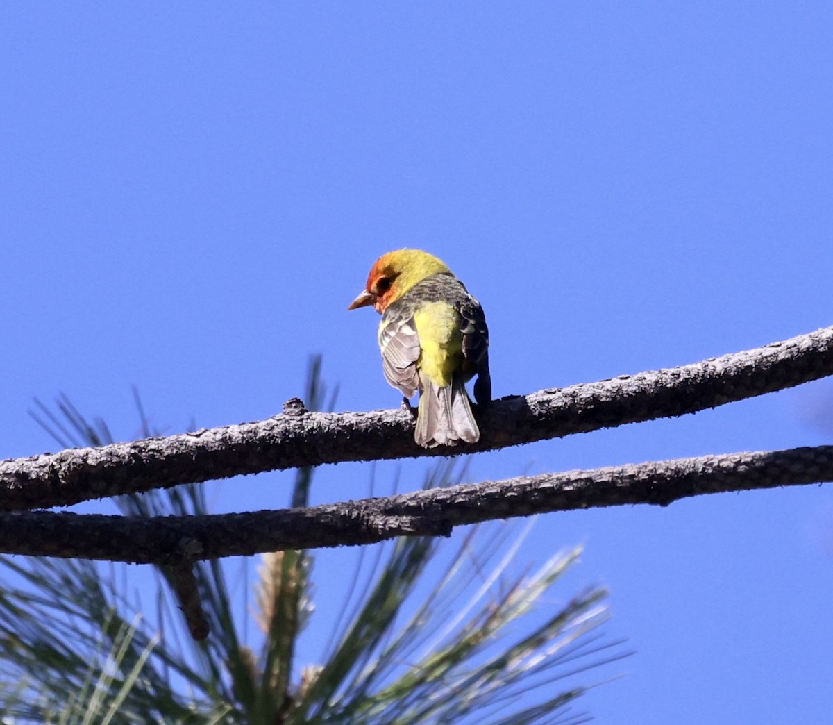 Western Tanager - ML620181369