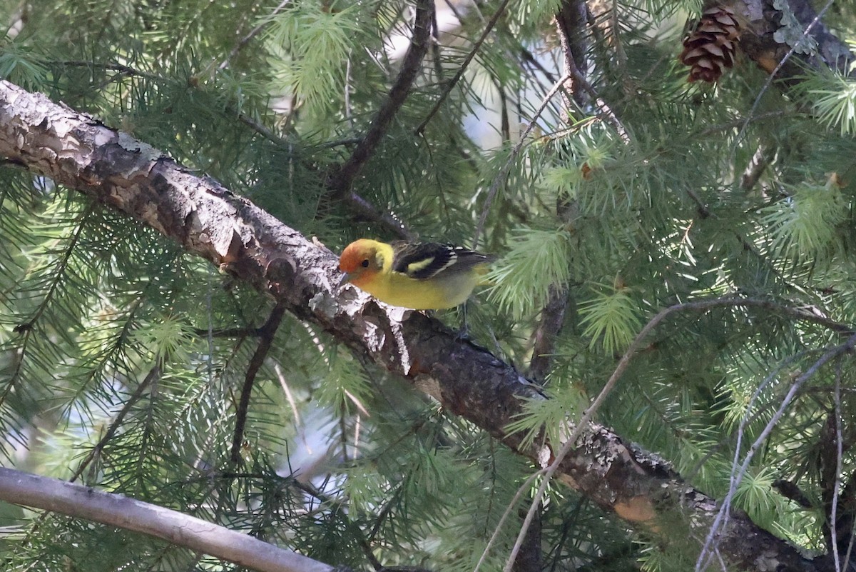 Western Tanager - ML620181370